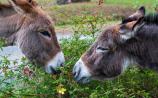 'Be mindful' - Carlow public advised not to feed horses and donkeys without the owner&rsquo;s permission