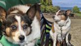 'Didn’t eat for two days'- Elderly dog from Carlow shelter finds new forever home