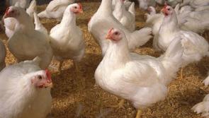 Govt issues advice to Carlow bird and poultry owners to help prevent avian flu