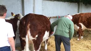 PUBLIC EVENT: Tullow Agricultural Show to take place in Carlow on August 18