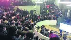 Carlow farmers! Cattle marts across Ireland to close due to Government's new directive