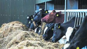 Carlow farmers hit by significant fodder deficits
