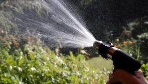Hosepipe bans loom as Irish Water says water supplies reach 'drought status' in some places
