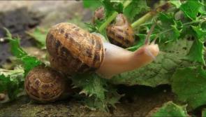 WATCH: Irish snail farming in Carlow and the escargots are even fed shamrock 