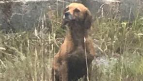 Dog found wandering in Browneshill area of Carlow Town