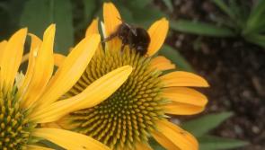 WHAT'S ON: Carlow gardens to host gorgeous display in aid of charity 