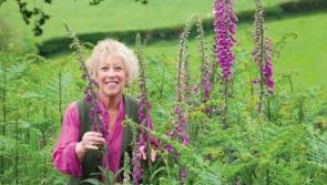  Carol Klein to give talk at Carlow Garden Festival this weekend
