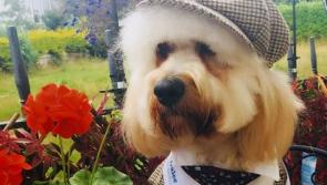 Get voting for the Carlow Nose of Tralee