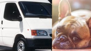 Dognappers on the loose in the South East, warns animal sanctuary 