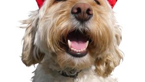 Carlow pet owners urged to keep pets safe and calm during explosive Halloween season