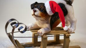Dogs Trust will ‘Paws’ adoptions over the Christmas period