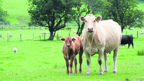 Beef crisis talks to reconvene next Monday with one issue left to be discussed 