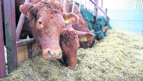Beef Plan meeting in Carlow for movement to 'regain respect and fairness within industry'