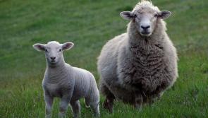 Warning issued to Carlow farmers over predicted risk of infection in lambs 