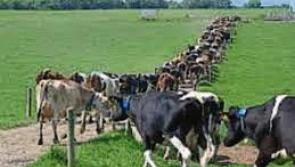 Glanbia Greenfield demonstration farm in Kilkenny to wind-up as family to take back control