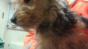 Irish Rail looking for owners of lost dog  who took the DART on Monday morning
