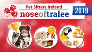 PUBLIC APPEAL: Carlow pet owners urged to enter this year's Nose of Tralee