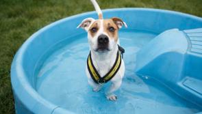 Dogs Trust warns dog owners 'never leave your dogs in parked cars' during Summer heatwave 