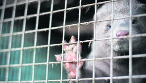 'Right and appropriate' - Irish fur farms to receive funding for wind-down of operations