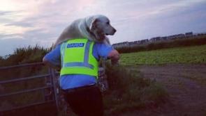PICTURE: Garda carries dog found injured near South East cliffs to safety 