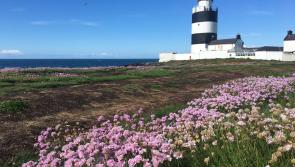 JOBS ALERT: Carlow people! Fancy painting lighthouses around the coast of Ireland? 