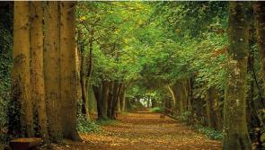 Applicants sought for new initiative to create community forests across Carlow
