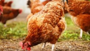 'Chicken Woman' hosting collection in Carlow to save hundreds of free range laying hens