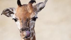 Baby giraffe calf born at Dublin Zoo