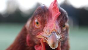 'Adopt a hen:' Animal charity takes on biggest hen rescue and they're coming to Carlow 