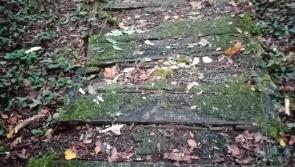 Contractors to cut and remove the trees and fix 'worst areas' of footpaths in Oak Park 