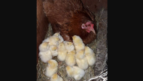 Man's hen whispering produces miracle as wonder hen continues to break records