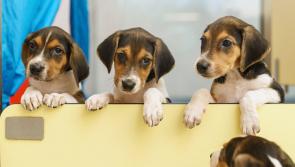 Entry to Carlow-Kilkenny Dog Shelter by appointment only