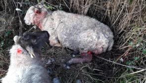 Shocking! Fifty pregnant ewes attacked during sheep kill in neighbouring county 