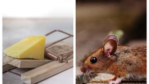ALERT: Warning issued to Carlow businesses using toxic baiting pest control