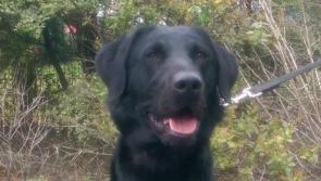 Scooby helps in seizure of herbal cannabis worth €400,000 destined for Carlow address 