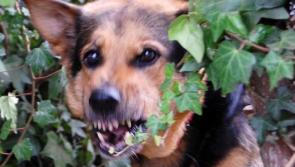 PICTURE: Sheep savaged by marauding dogs over the weekend in neighbouring county 