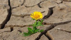 UPDATED: Ireland is now officially in a drought with no rain for the past fifteen days