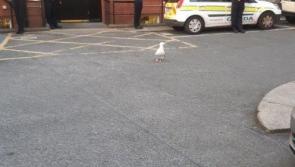 Hilarious! Even the seagulls are practising social distancing during Covid-19 lockdown 