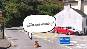 'I'm not moving,' Rolo the dog defies Garda Covid-19 checkpoint over Easter weekend 