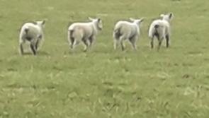 'Always expect the unexpected!' Carlow Gardaí deal with daring animal rescue on the M9 