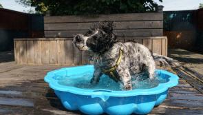 Dog owners issued with sunny lockdown warning over serious dangers in hotter weather