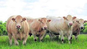Ifac warns Carlow farmers to seek advice before entering registered farm partnership
