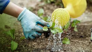 Water supply 'under threat' in several areas around Carlow as hosepipe ban likely 