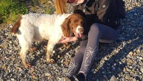 Heartbroken South East family offer reward for safe return of stolen dog