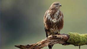 Appeal for information over protected buzzard shot from vehicle near Laois village 