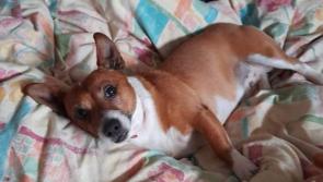 Appeal for missing Bruce in Kilkenny City