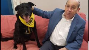 A Christmas miracle! Dog charity's longest resident finally gets adopted