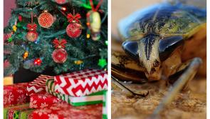 Christmas warning to Carlow householders after surge in cockroach callouts