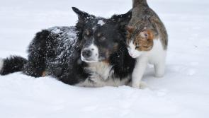 ISPCA issue important safety tips for pet owners as cold spell forecasted to continue across Ireland