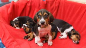 Pet Corner: Six top tips to help you and your puppy get a good night&rsquo;s sleep